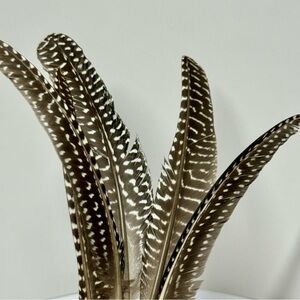 Pack of 10-20 All Natural Black/White Guinea Feathers. Limited Availability.